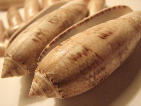 Lettered olive shells Lettered olive shells (Oliva sayana)