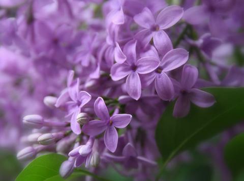 Purple lilac flowers Purple lilac flowers