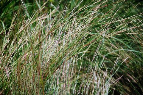 Little bluestem grasses Little bluestem grasses