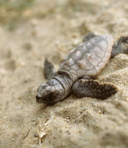 Loggerhead sea turtle hatchling Loggerhead sea turtle hatchling