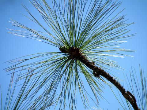 Southern longleaf pine