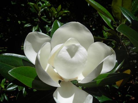Magnolia flower Magnolia blossom (Magnolia grandiflora)