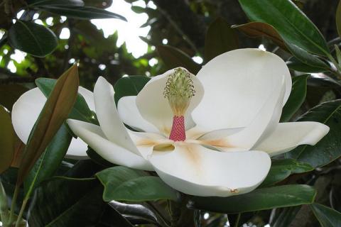 Magnolia tree Magnolia tree