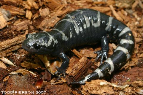 Marbled salamander Marbled salamander (Ambystoma opacum)