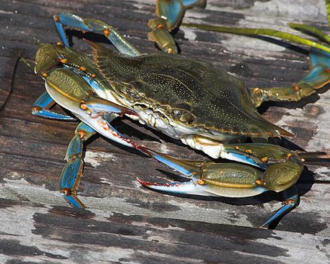 md blue crab