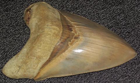 Megalodon fossil shark tooth