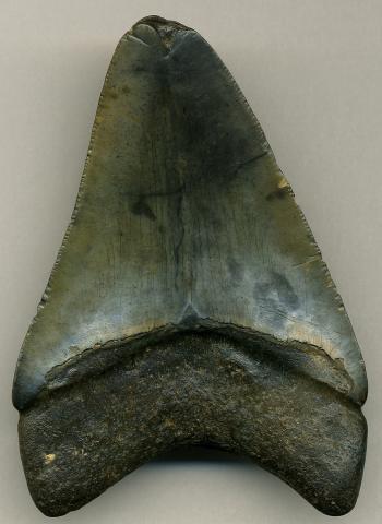 Megalodon fossil shark tooth Megalodon fossil shark tooth