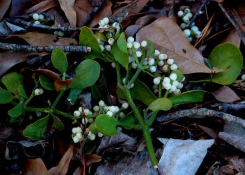 Mistletoe Mistletoe - the official floral emblem of Oklahoma