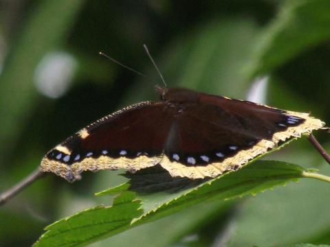 Mourning cloak butterfly Mourning cloak butterfly