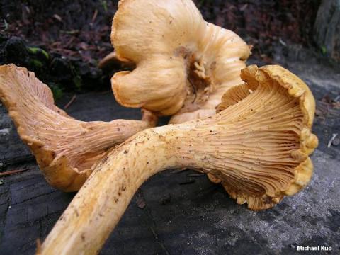 Pacific golden chanterelle mushroom Pacific golden chanterelle mushroom