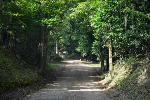 Natchez, Mississippi Dirt path in woods of Natchez, Mississippi