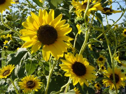 Native sunflower, state flower of Kansas