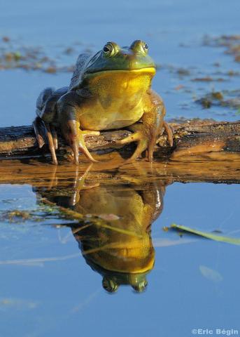 Bullfrog Bullfrog
