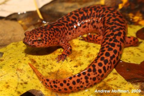 Northern red salamander Northern red salamander