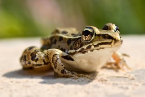 Northern leopard frog Northern leopard frog