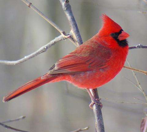 Northern cardinal Northern cardinal