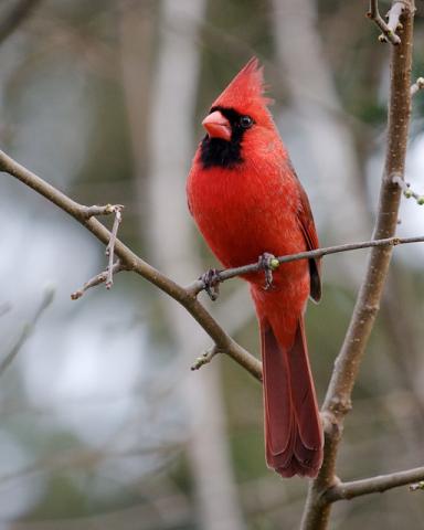 Northern cardinal (male) Northern cardinal (male)