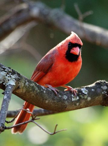 Northern cardinal (male) Northern cardinal (male)