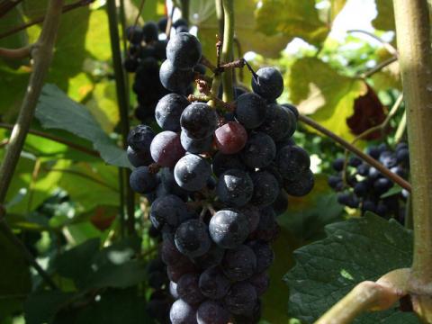 Norton grapes Norton grapes