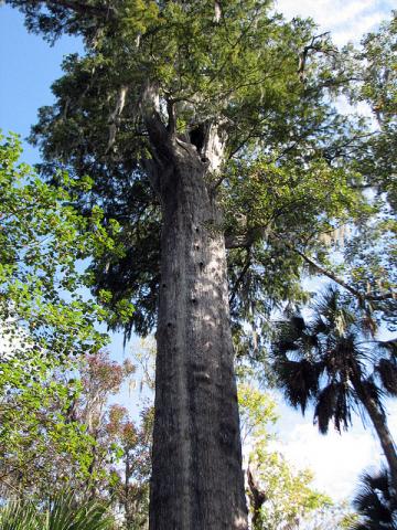 Oldest bald cypress tree in the world Oldest bald cypress tree in the world