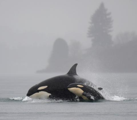 Mother orca whale with calf Mother orca whale with calf; state marine mammal of Washington state