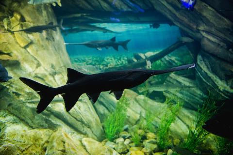 Paddlefish Paddlefish