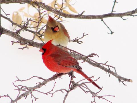 Northern cardinal pair Northern cardinal pair