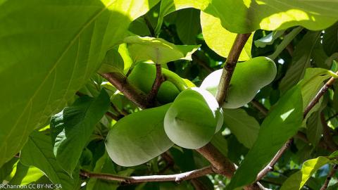 Pawpaw fruit Pawpaw fruit