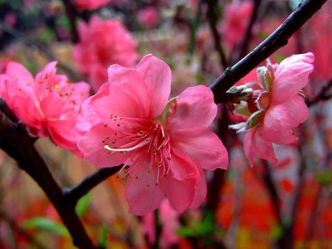 Peach blossoms - the state flower of Delaware