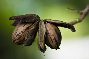 Pecan nuts on the tree