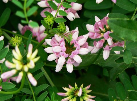 Pennsylvania crownvetch Pennsylvania crownvetch