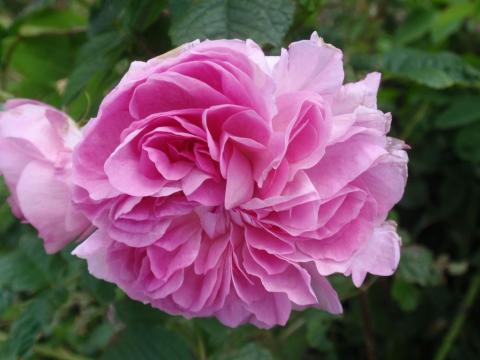 Lokelani - Damask rose, Rosa damascena Lokelani - Damask rose, Rosa damascena
