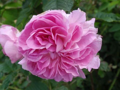 Lokelani - Damask rose, Rosa damascena
