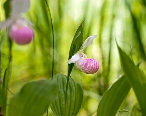Lady's Slipper flowers Lady's Slipper (Cypripedium reginae)