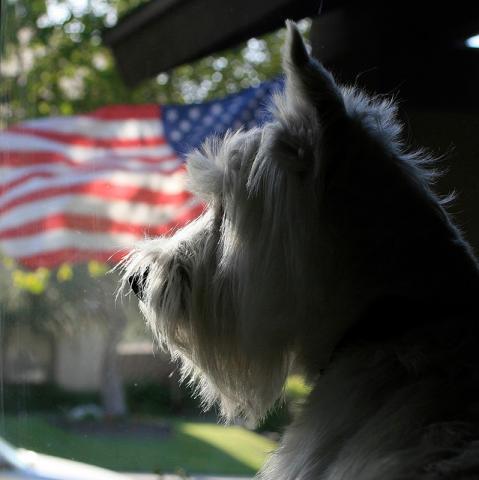 American flag and patriotic pooch