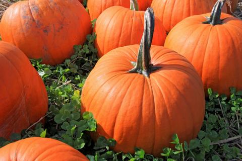 Pumpkin patch Pumpkin patch