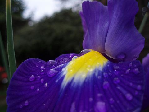 Purple Iris flower Purple Iris flower
