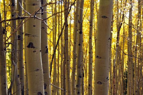 Quaking aspen Quaking aspen trees