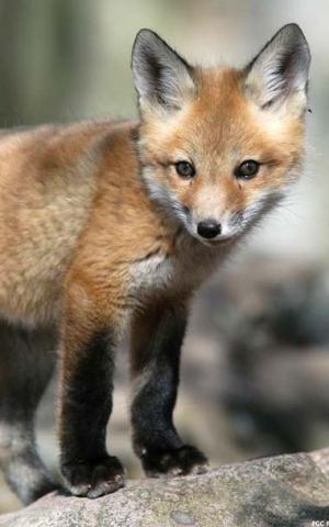 Red fox pup Red fox pup