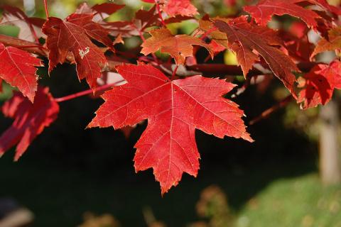 red maple leaf looking vine