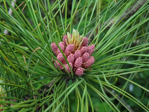 Red pine pollen cones Red pine (Pinus resinosa) pollen cones