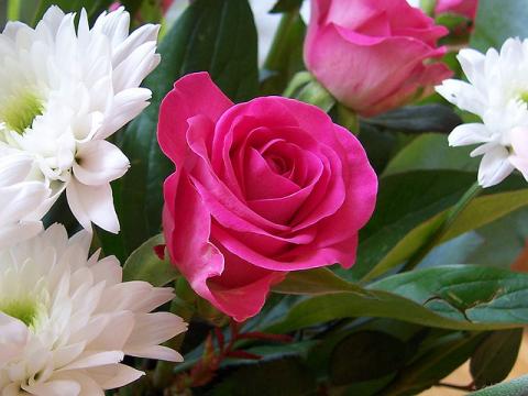 Red rose Red rose