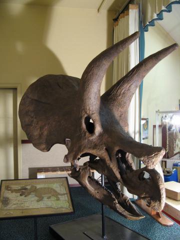 Replica of famous South Dakota triceratops skull