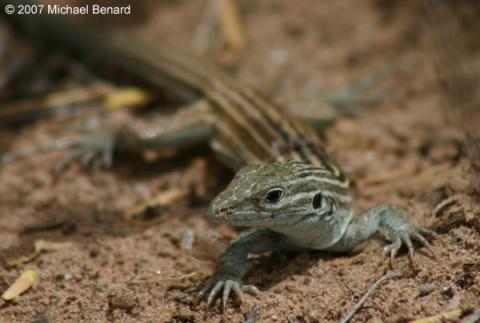 New Mexico Whiptail lizard New Mexico Whiptail lizard (Cnemidophorus neomexicanus)