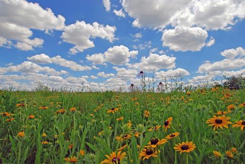 Restored prairie in Illinois Restored prairie in Illinois