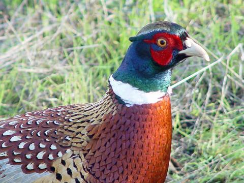 Ring-necked pheasant Chinese ring-necked pheasant