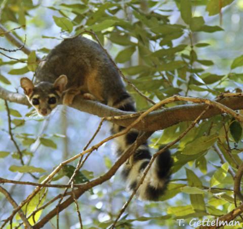 Ringtail (Bassariscus astutus) Ringtail (Bassariscus astutus)