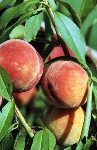 Ripe peaches Ripe peaches