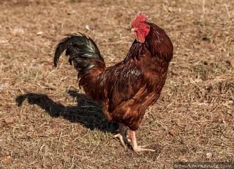 Rhode Island red rooster