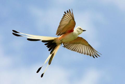 Scissor-tailed flycatcher in flight Scissor-tailed flycatcher in flight